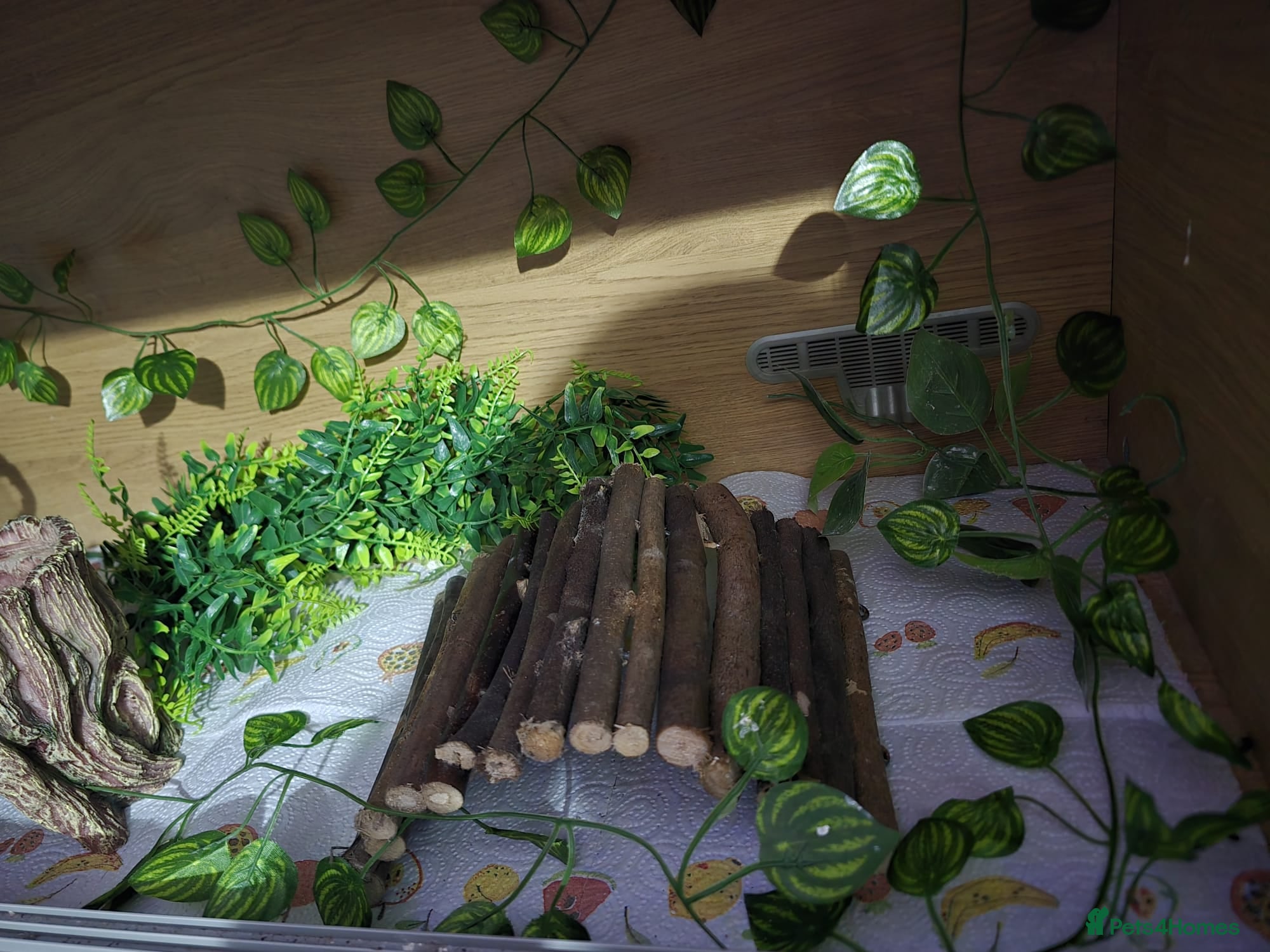 Gecko reptiles for sale: Harlequin crested gecko - Advert 1