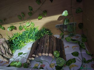 Gecko reptiles Harlequin crested gecko - Advert 18