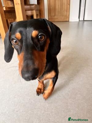 Miniature Dachshund dogs Looking for a loving home for my Nia - Advert 2