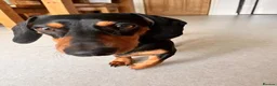 Miniature Dachshund dogs for sale: Looking for a loving home for my Nia in Edinburgh - Advert 1