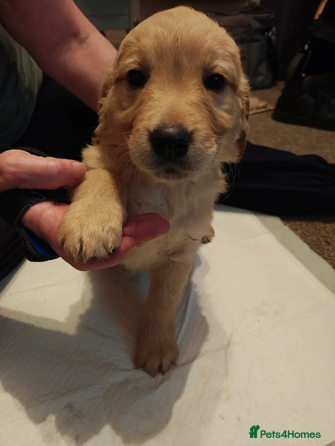 Golden Retriever dogs for sale: Only 5 gorgeous golden retriever puppies left - Advert 13