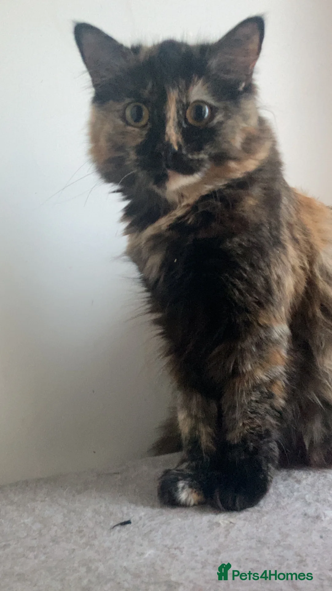 British Longhair cats for sale: cute british longhair - Advert 2