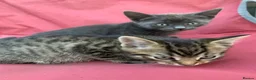 Mixed Breed cats for sale: 4 Adorable Kittens Ready for Forever Homes - Advert 7