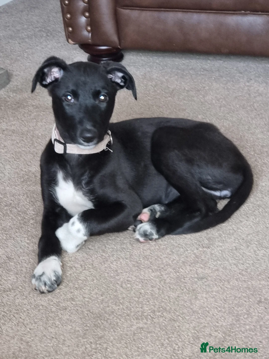 Lurcher dogs for stud: Merle lurcher for stud  in Rotherham - Advert 15