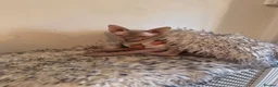 Sphynx cats for sale: Special person wanted for loving girl sphynx  - Advert 3