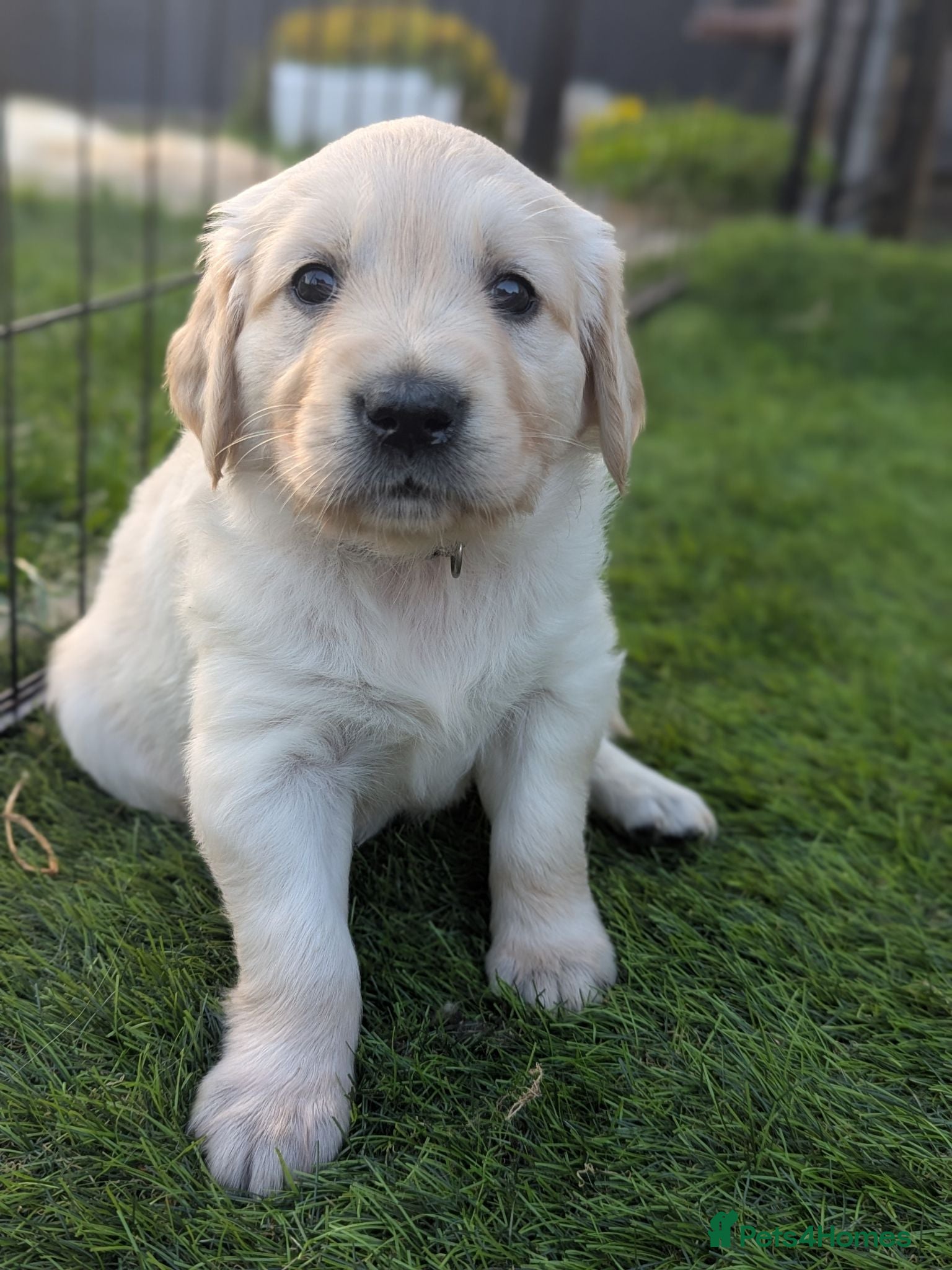 Golden Retriever dogs 2 Girls Chunky cream and golden puppies - Advert 2
