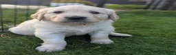 Golden Retriever dogs for sale: LAST GIRL Chunky cream and golden puppy  - Advert 11