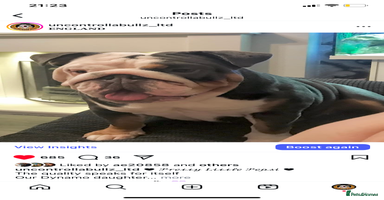 English Bulldog dogs Bulldogs with high dna - Advert 14