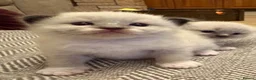 Ragdoll cats for sale: GORGEOUS RAGDOLL KITTENS – 🤍🐾 in Holsworthy - Advert 4