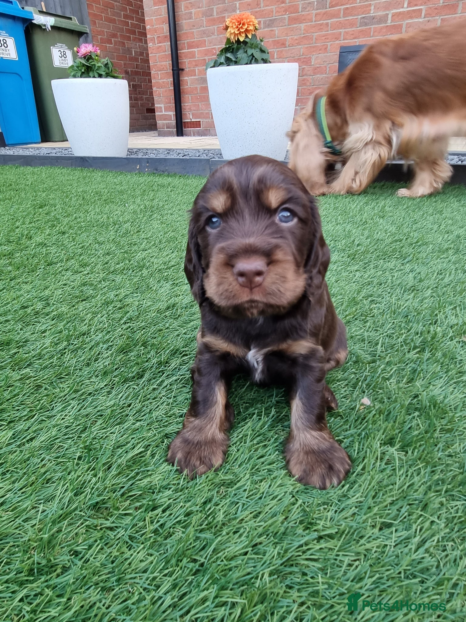 Cocker Spaniel dogs KC Registered Show cockers  - Advert 2