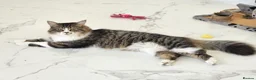 Mixed Breed cats for adoption: Meg & Hercules  - Advert 2