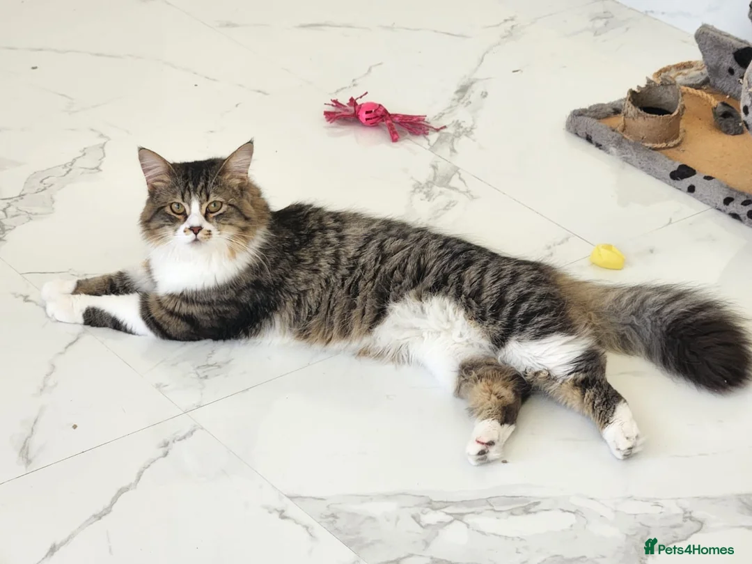 Mixed Breed cats for adoption: Meg & Hercules  - Advert 2