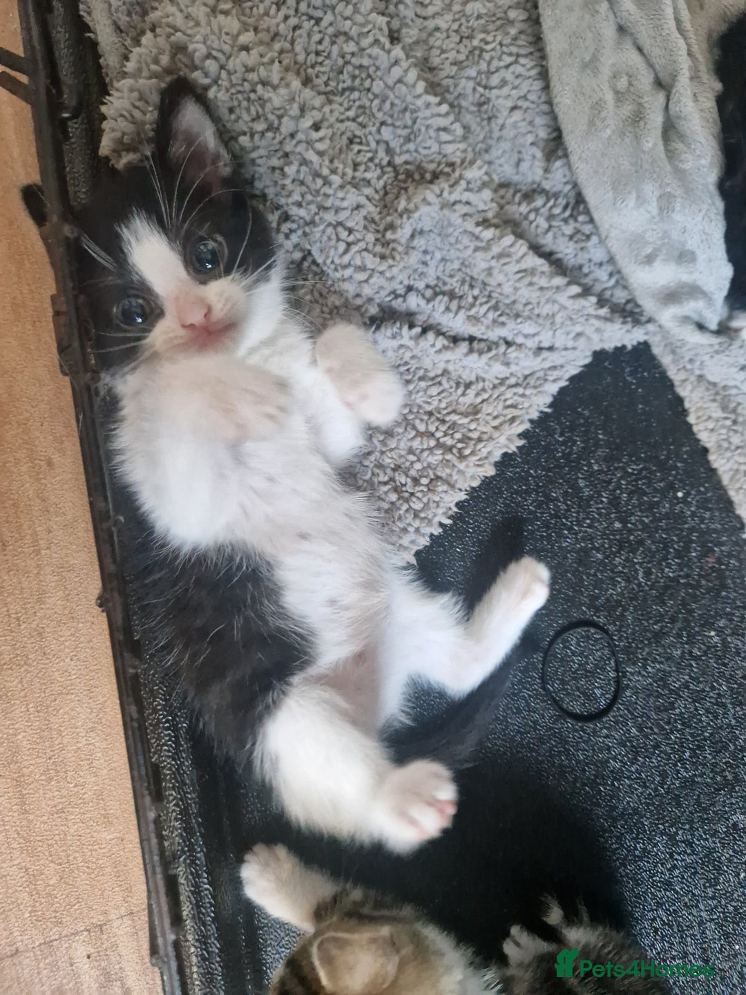 Mixed Breed cats for sale: 1 beautiful kitten - Image 6