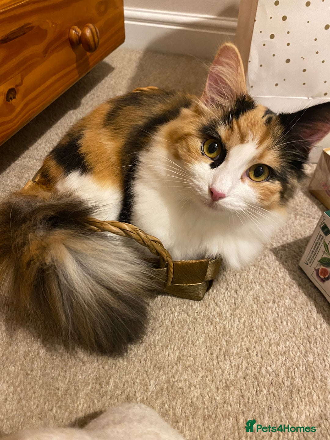 Domestic Shorthair cats for sale: Domestic Shorthair X Ragdoll Cross - Advert 17