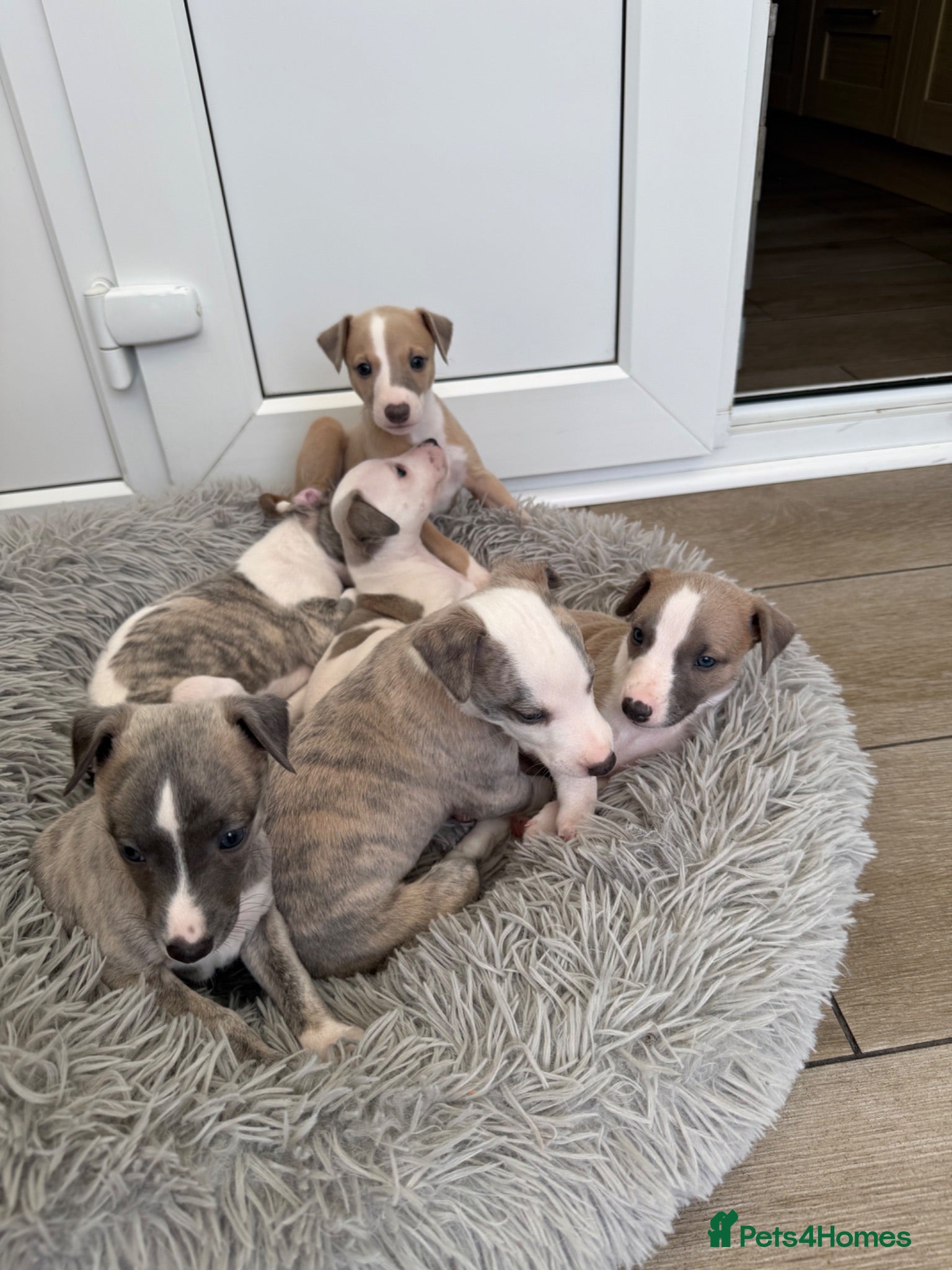 Whippet dogs KC Registered Whippet Puppies – Home Reared, - Advert 1