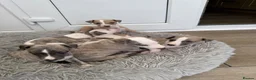 Whippet dogs for sale: KC Registered Whippet Puppies – Home Reared, - Advert 1