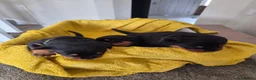 Rottweiler dogs for sale: WORLD CHAMPION CHUNKY ROTTWEILERS  - Advert 27