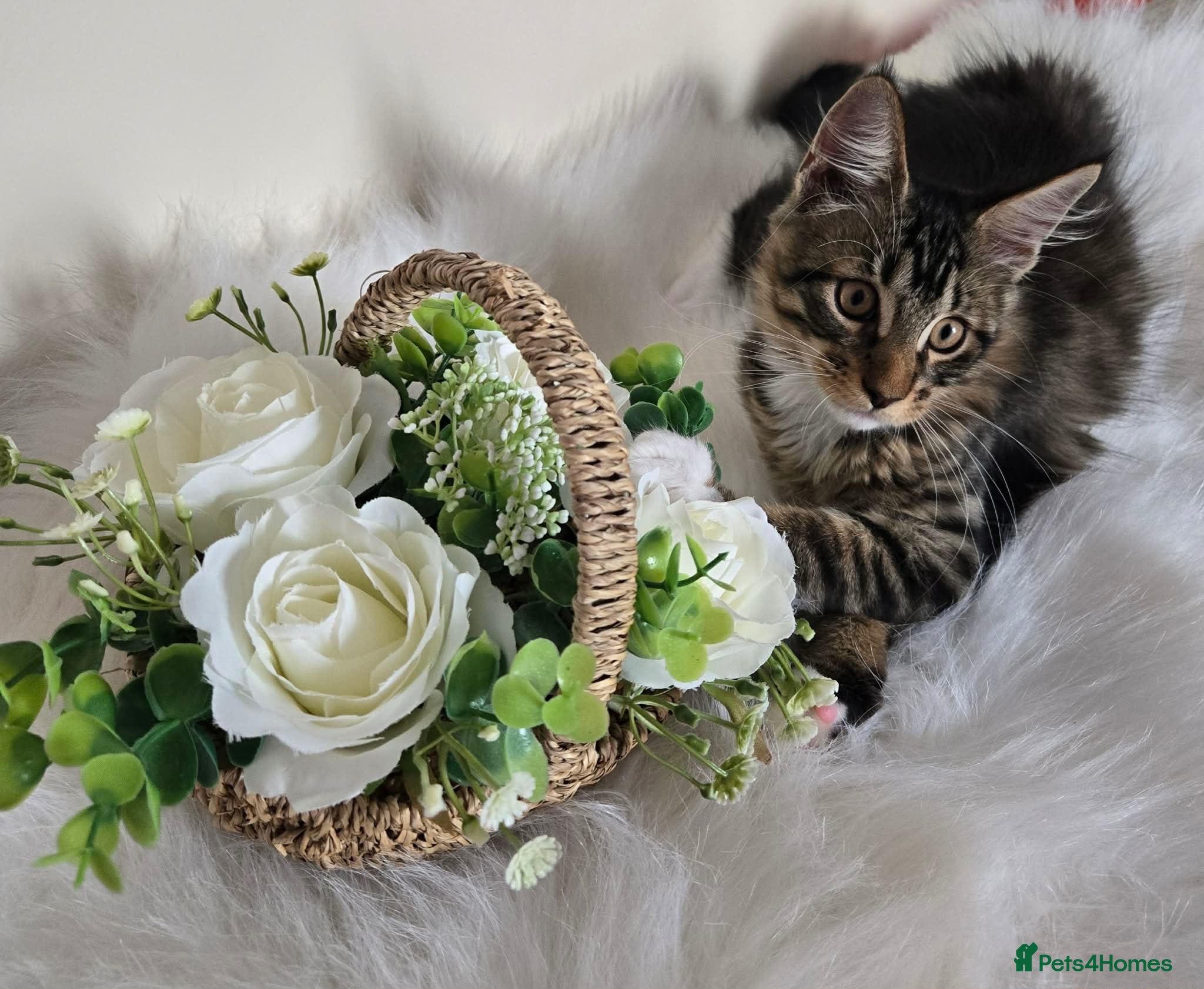 Maine Coon cats 3 TICA registered Maine Coon kittens. - Advert 1