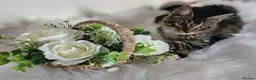 Maine Coon cats for sale: 1 TICA registered Maine Coon boy. - Advert 15