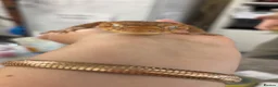Gecko reptiles for sale: Nephrurus Amyae Knob Tail Gecko - Advert 4