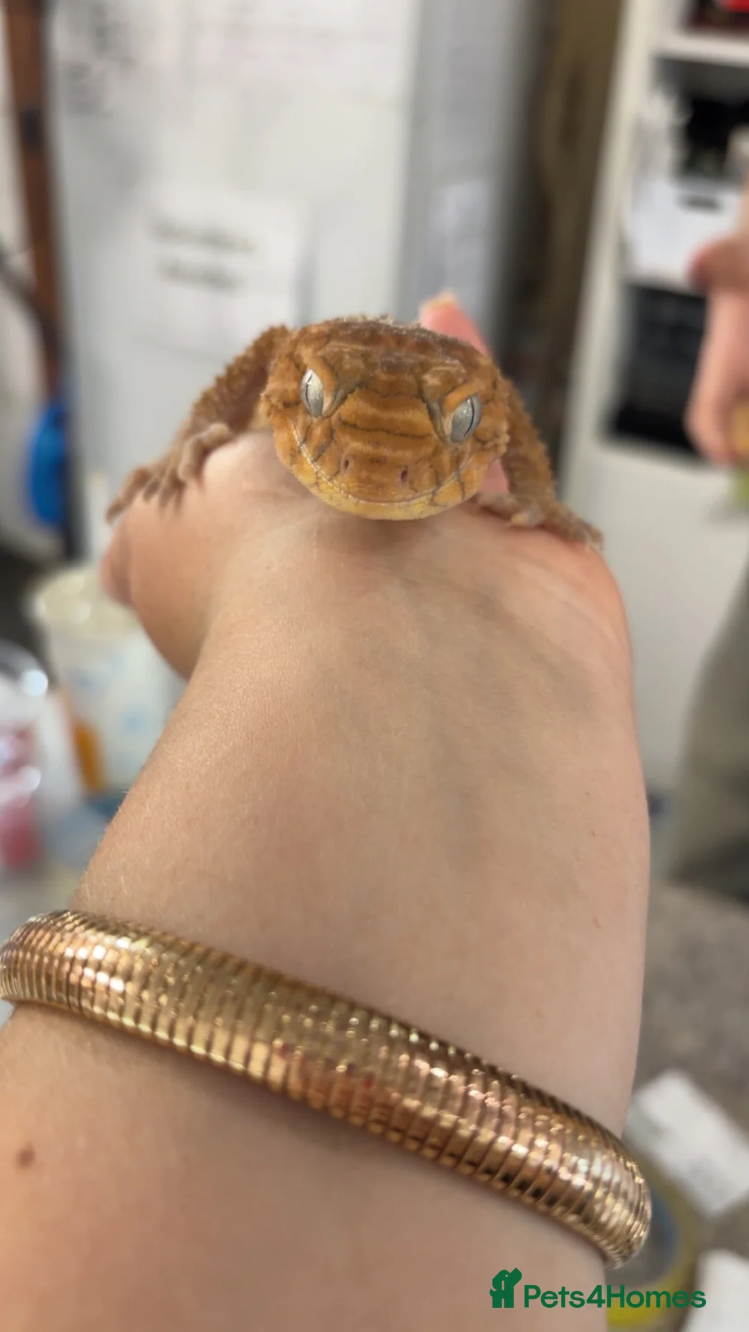 Gecko reptiles for sale: Nephrurus Amyae Knob Tail Gecko - Advert 4