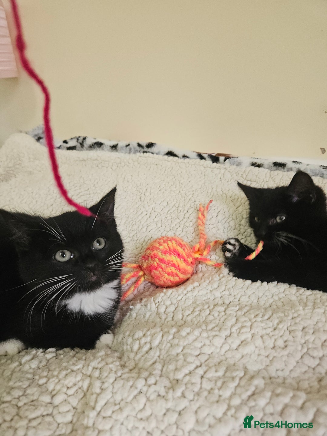 Mixed Breed cats for sale: Friendly kittens different ages - ready now - Advert 7