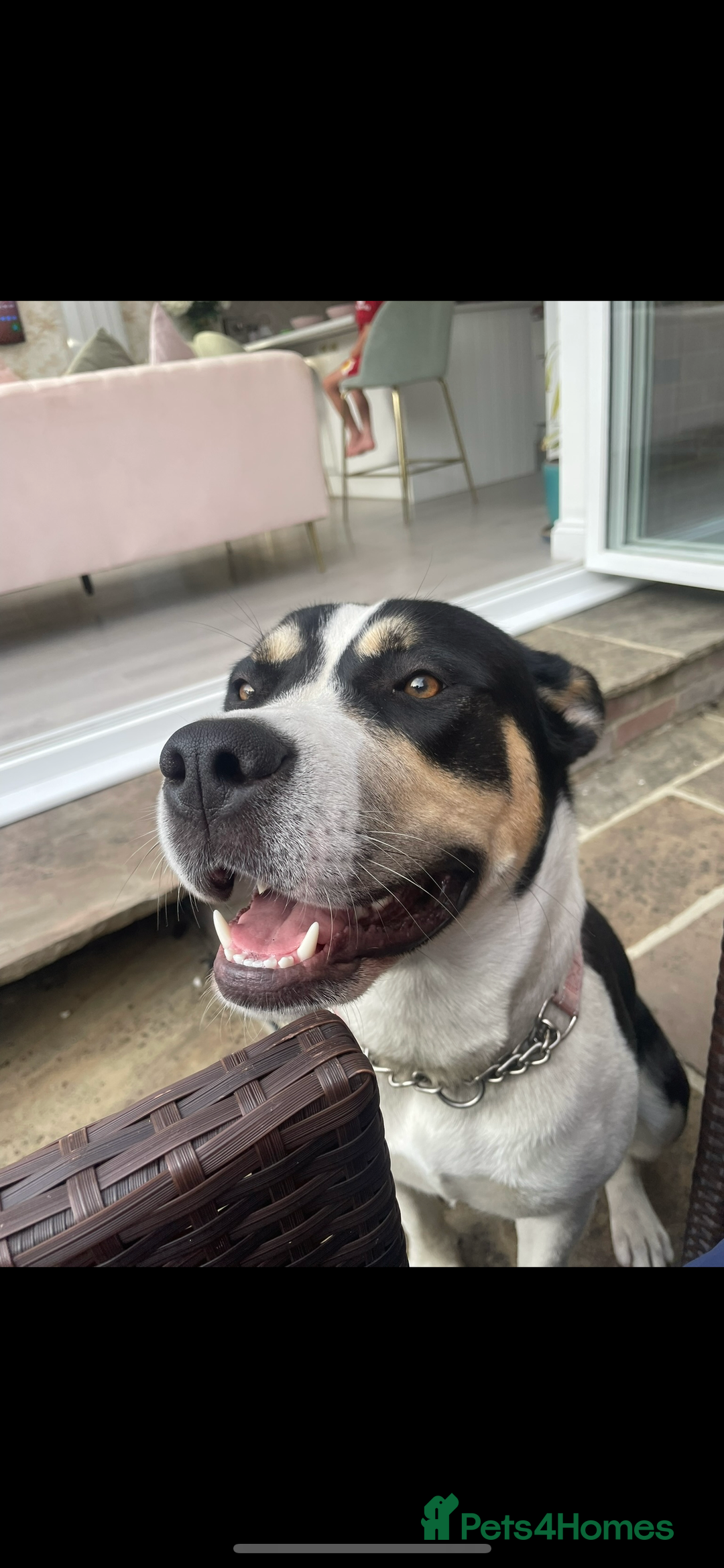 Mixed Breed dogs for adoption: 11 month Husky Staffy cross  - Image 5