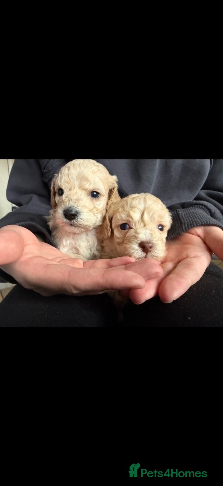 Cockapoo dogs Beautiful miniature cockapoo - Advert 5