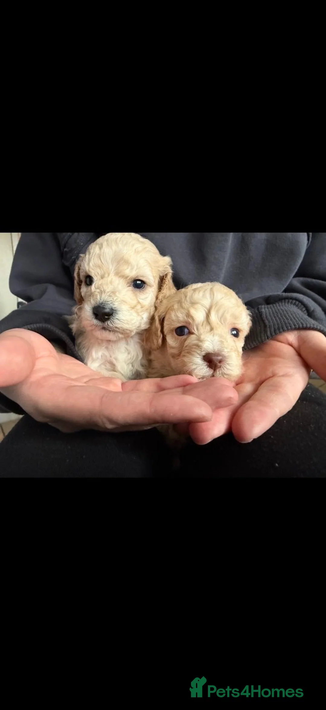 Cockapoo dogs for sale: Beautiful miniature cockapoo in Bridgwater - Advert 1