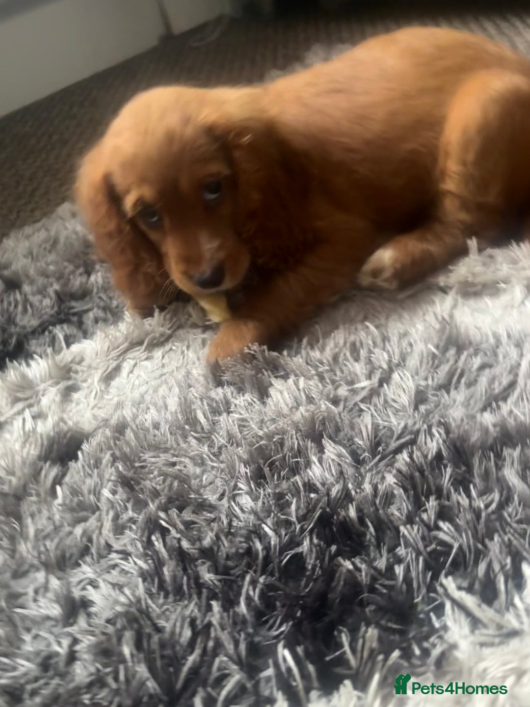 Cockapoo dogs for sale: 8 gorgeous little cockapoo puppies for sale - Image 19