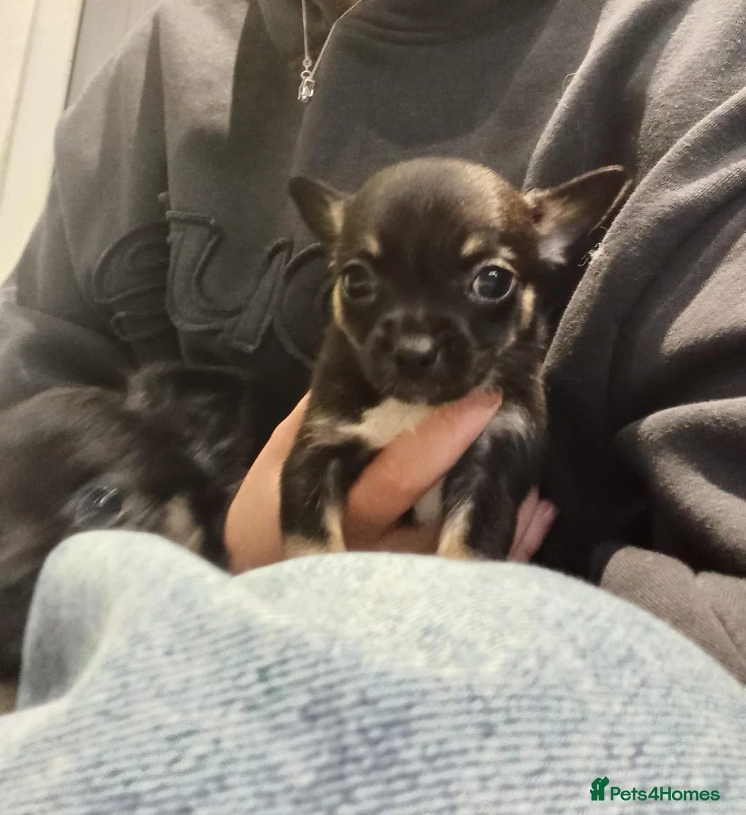 Chihuahua dogs for sale: 5 chihuahua puppies - Advert 19