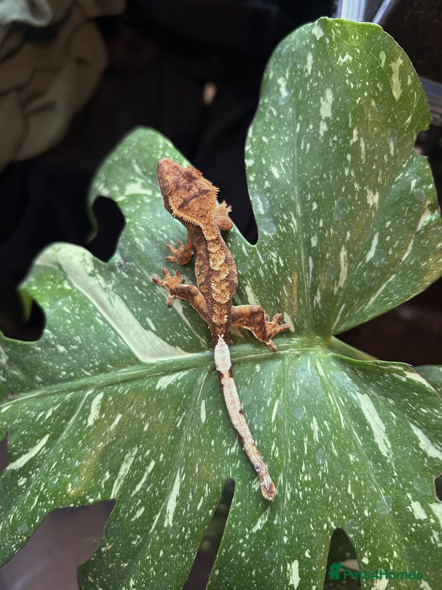 Gecko reptiles Crested Gecko For Sale 🦎 - Advert 14