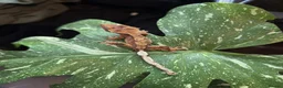 Gecko reptiles for sale: Crested Geckos For Sale 🦎 - Advert 5