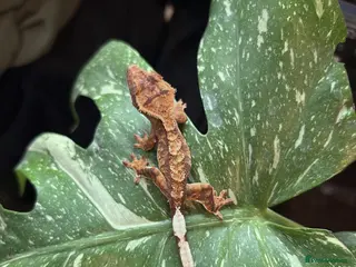 Gecko reptiles Crested Gecko For Sale 🦎 - Advert 14
