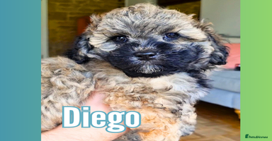 Maltipoo dogs - Advert 14