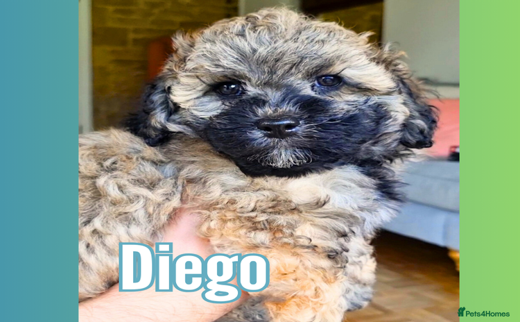 Maltipoo dogs - Advert 12