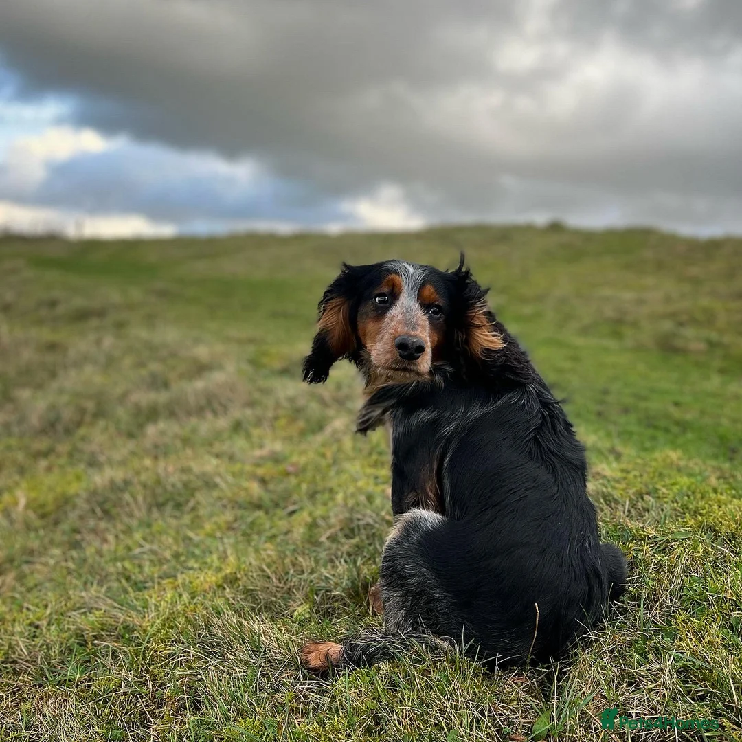 Cocker Spaniel dogs for stud: Blue roan and tan cocker stud dog in Frome - Advert 9