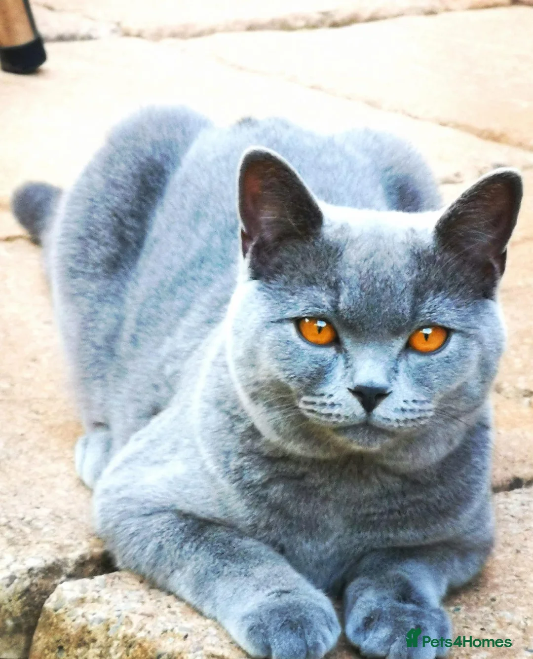 British Shorthair cats for sale: X6 British Blue Shorthair Kittens for Sale in Solihull - Advert 2