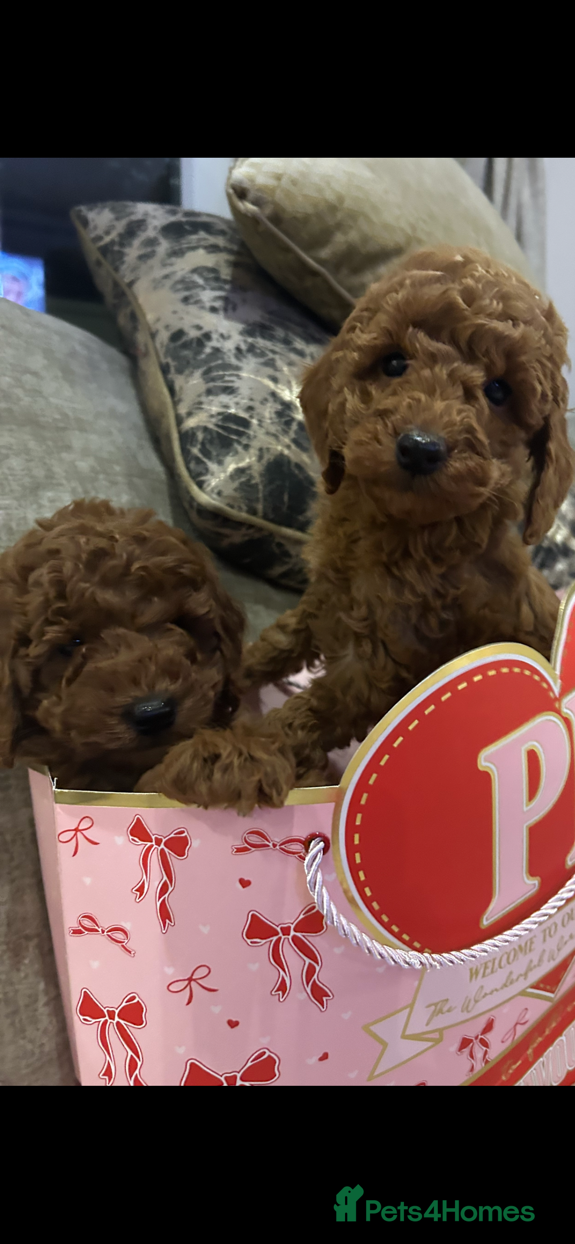 Miniature Poodle dogs 🐩Gorgeous deep red miniature poodles - Advert 18