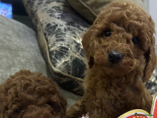 Miniature Poodle dogs 🐩Gorgeous deep red miniature poodles - Advert 18