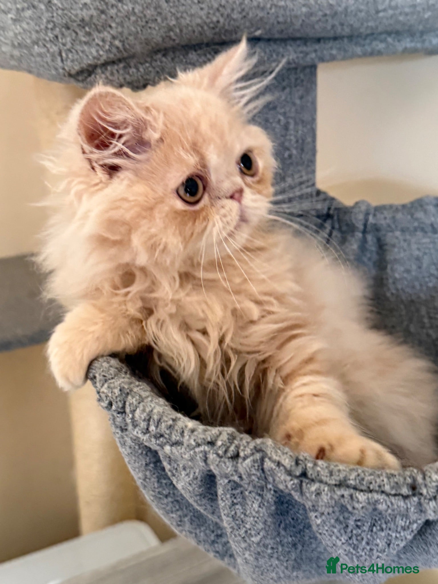 Persian cats READY NOW! GCCF registered Persian kitten 💙 - Advert 13