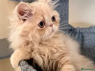 Persian cats READY NOW! GCCF registered Persian kitten 💙 - Advert 13