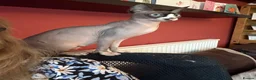Sphynx cats for sale: Female Sphynx  - Advert 3
