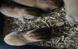 Mini Lop rabbits for sale: Pure bred minilop rabbits - Image 13