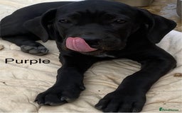 Cane Corso dogs for sale: Big Pure Cane Corso Puppies Ready Now!  - Image 30