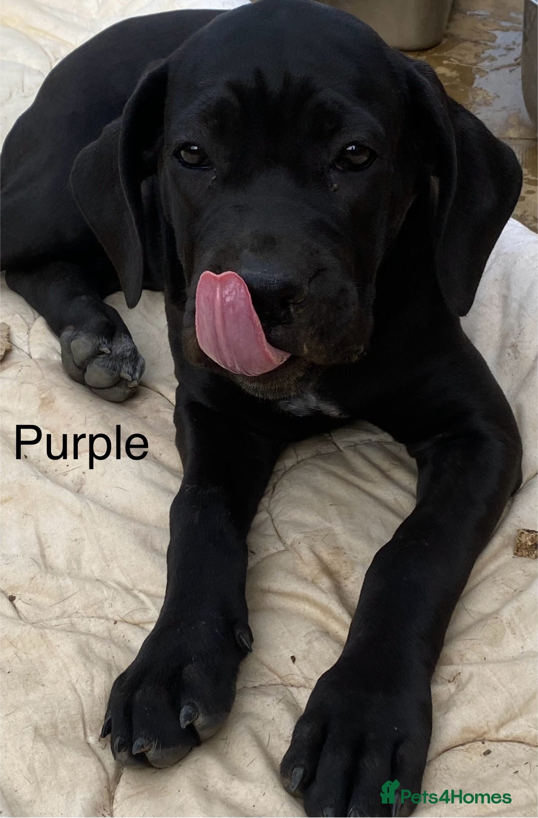 Cane Corso dogs for sale: Big Pure Cane Corso Puppies Ready Now!  - Image 30