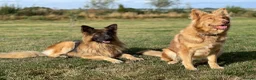 German Shepherd dogs for sale: Stunning German Shepherd puppies for sale  in Templecombe - Advert 3