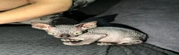 Sphynx cats for sale: Exceptional Sphynx Kittens — Home-Raised - Advert 7