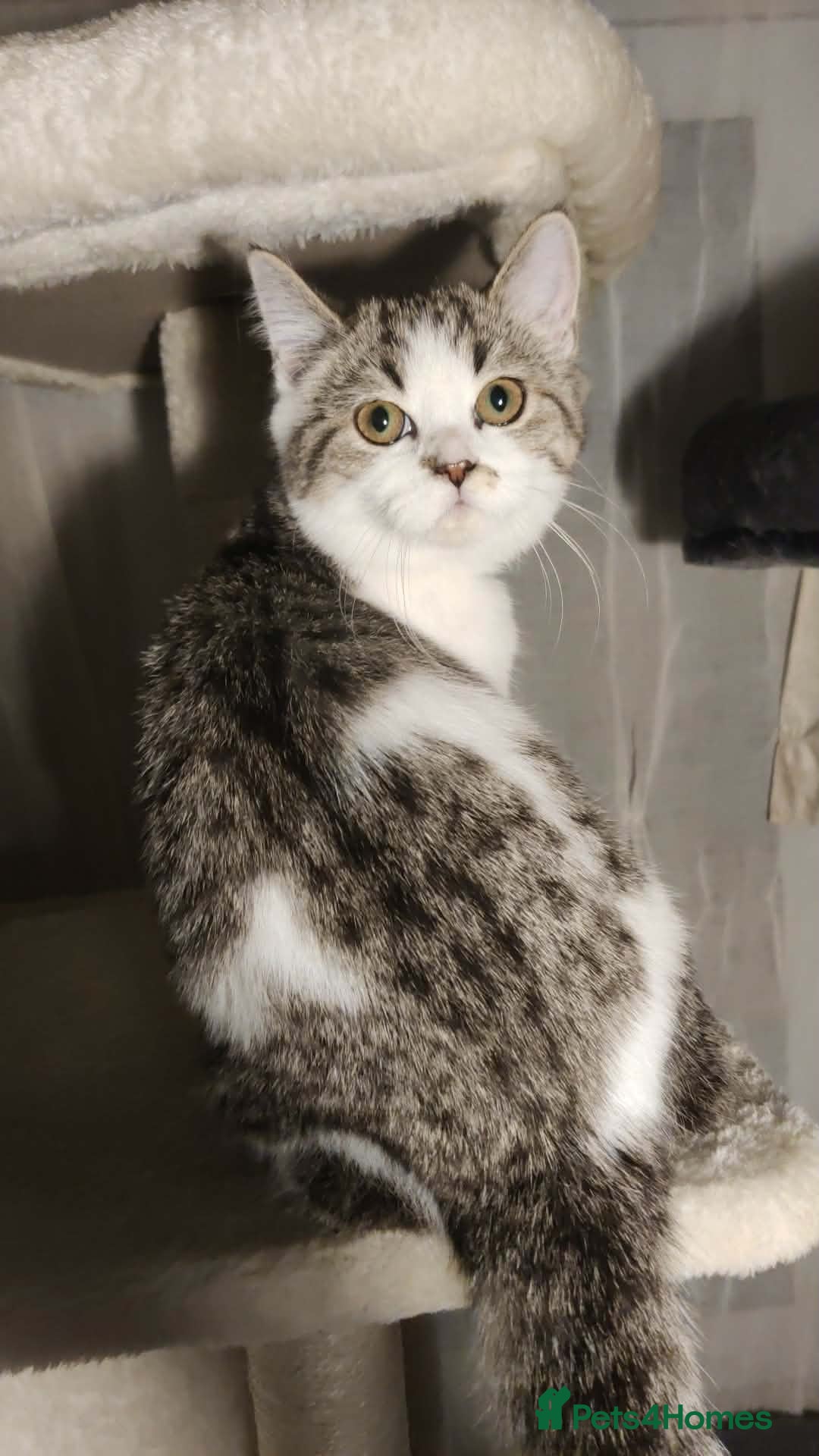 Brazilian Shorthair cats Pure British Shorthair girls - TICA - Advert 7