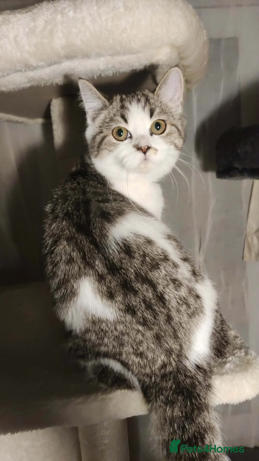 Brazilian Shorthair cats for sale: Pure British Shorthair girls - TICA - Advert 1